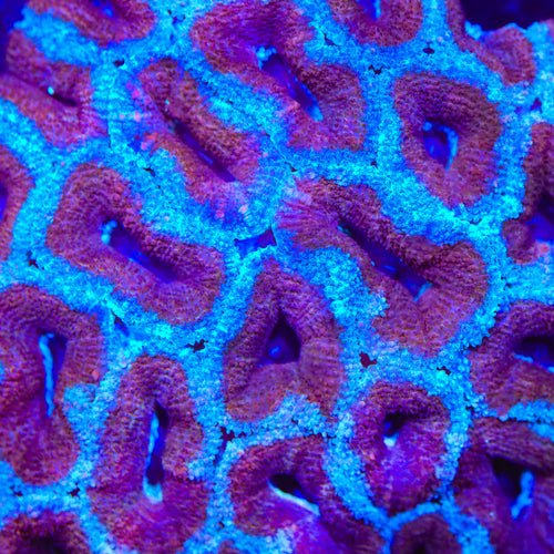 TSA Plum Crazy Acan Coral