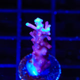 TSA Plum Crazy Dragon Acropora Coral