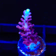 TSA Plum Crazy Dragon Acropora Coral