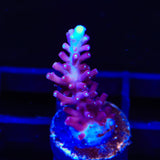 TSA Plum Crazy Dragon Acropora Coral
