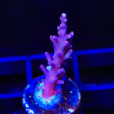 TSA Plum Crazy Dragon Acropora Coral