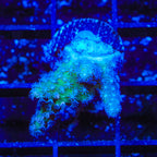 TSA Polydactyla Leather Coral