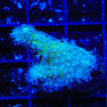 TSA Polydactyla Leather Coral