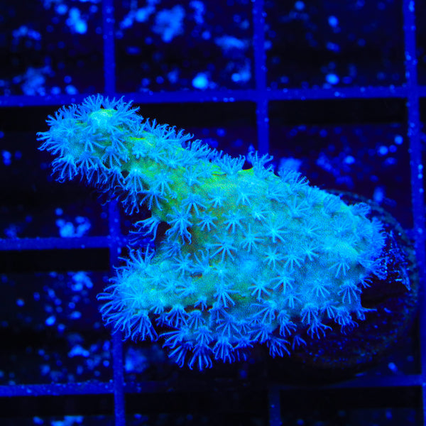 TSA Polydactyla Leather Coral