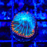 TSA Popsicle Aquacultured Plate Coral
