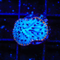TSA Popsicle Aquacultured Plate Coral