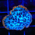 TSA Popsicle Aquacultured Plate Coral