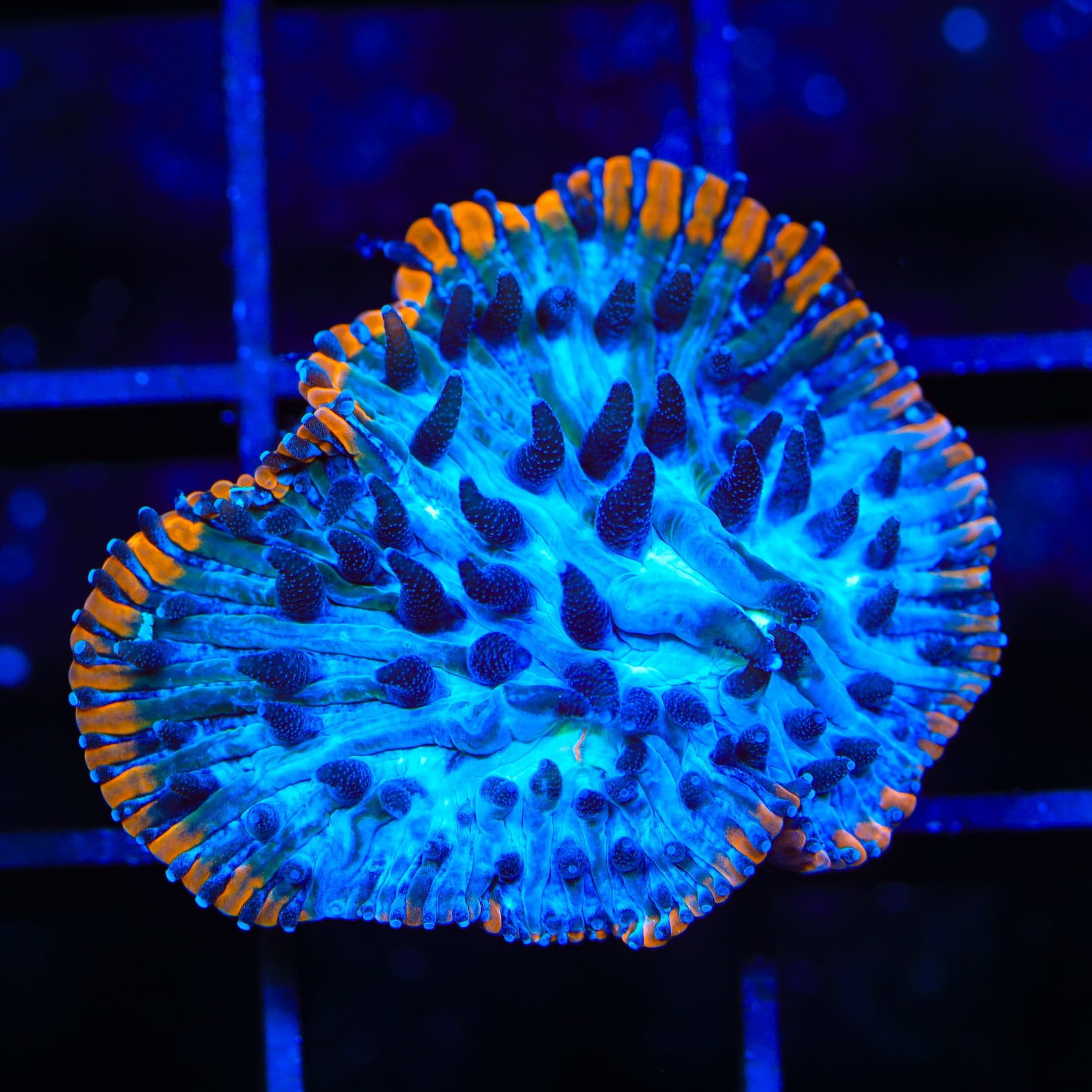 TSA Popsicle Aquacultured Plate Coral