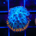 TSA Popsicle Aquacultured Plate Coral