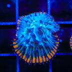 TSA Popsicle Aquacultured Plate Coral