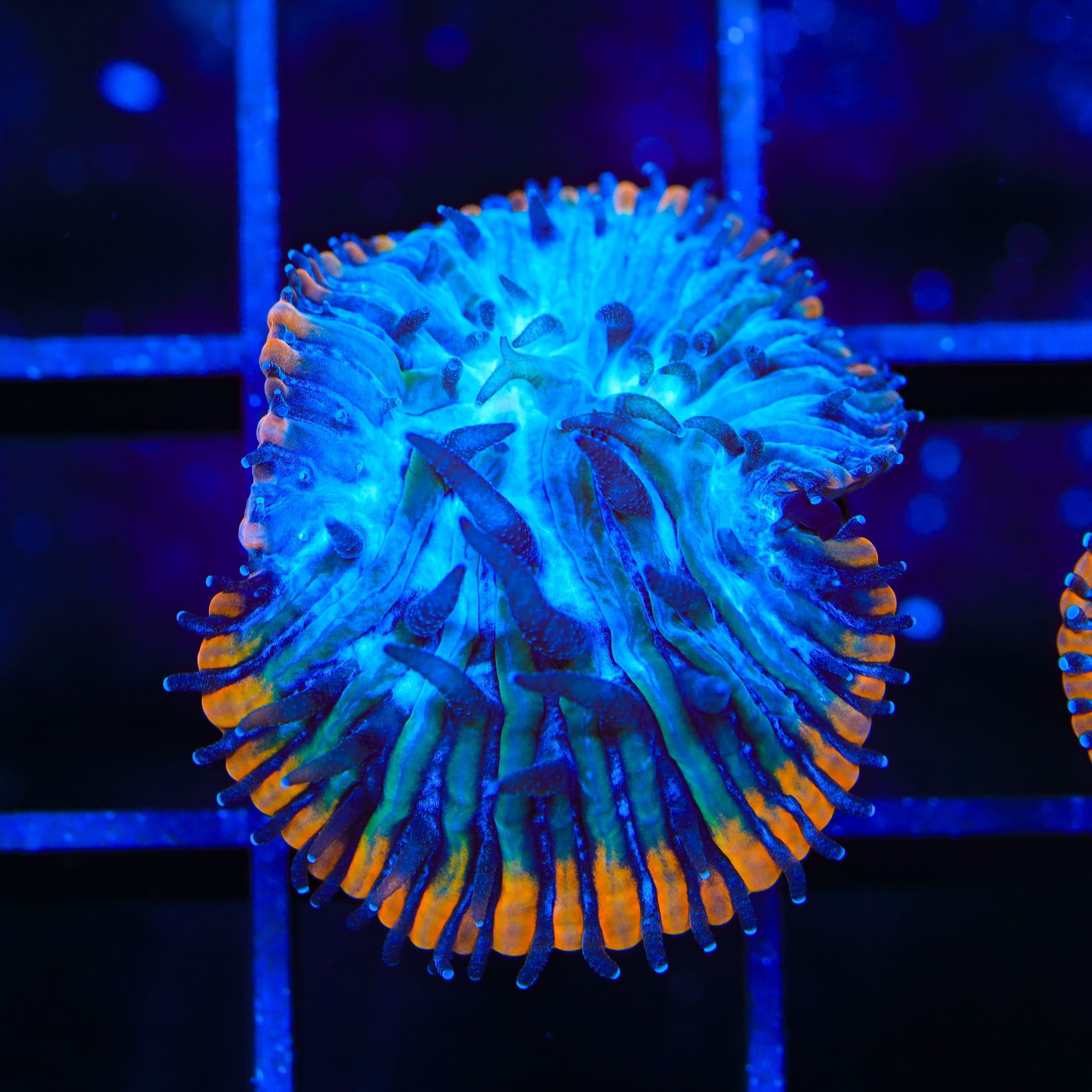 TSA Popsicle Aquacultured Plate Coral