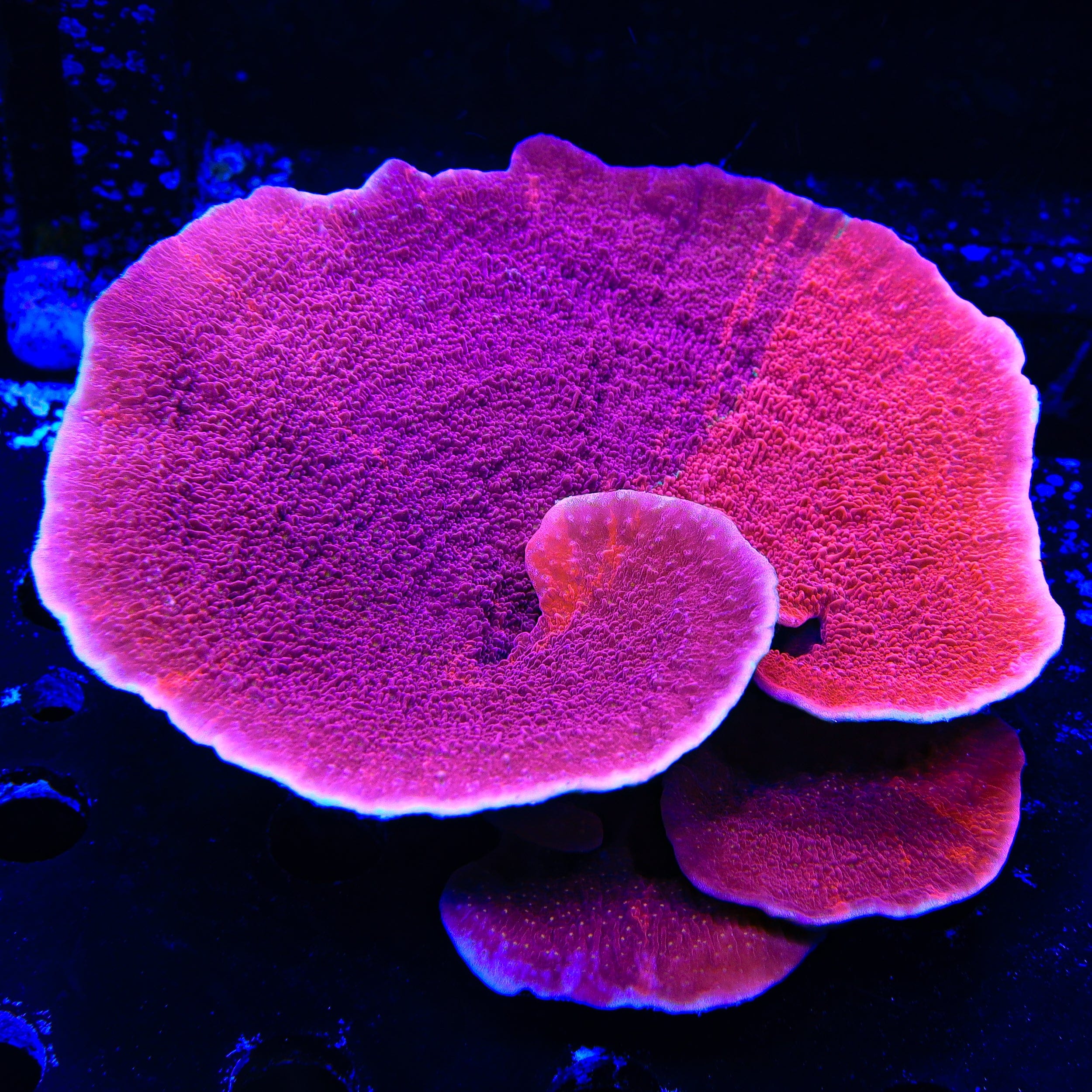 TSA Popsicle Grafted Montipora Colony Coral