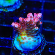 TSA Prairie Fire Acropora Coral