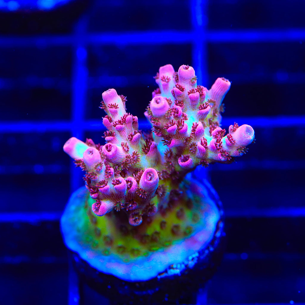 TSA Prairie Fire Acropora Coral
