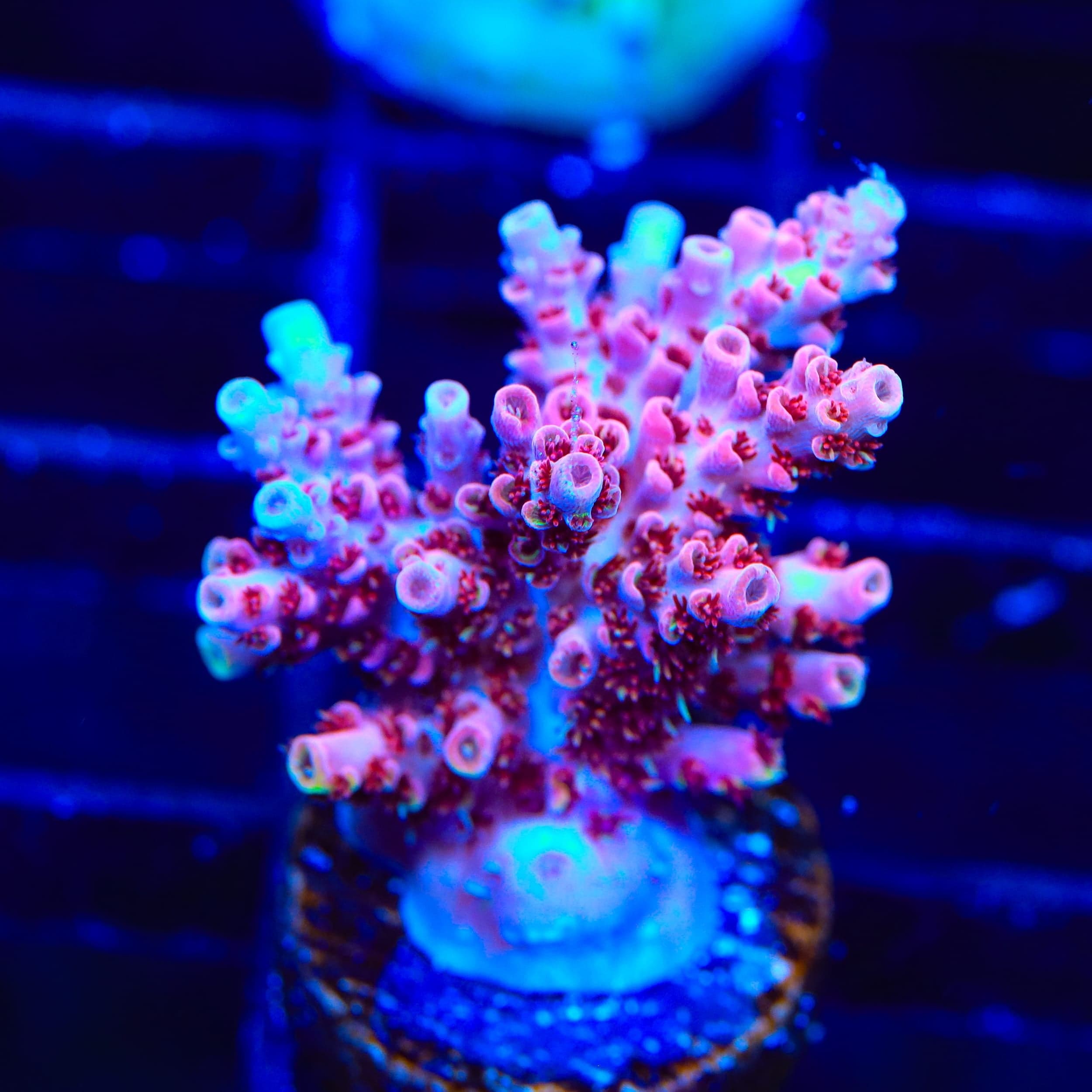TSA Prairie Fire Acropora XL Frag Coral