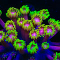 TSA Primrose Goniopora Coral