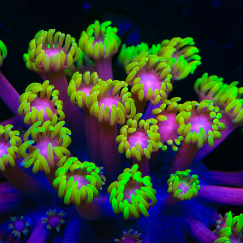 TSA Primrose Goniopora Coral