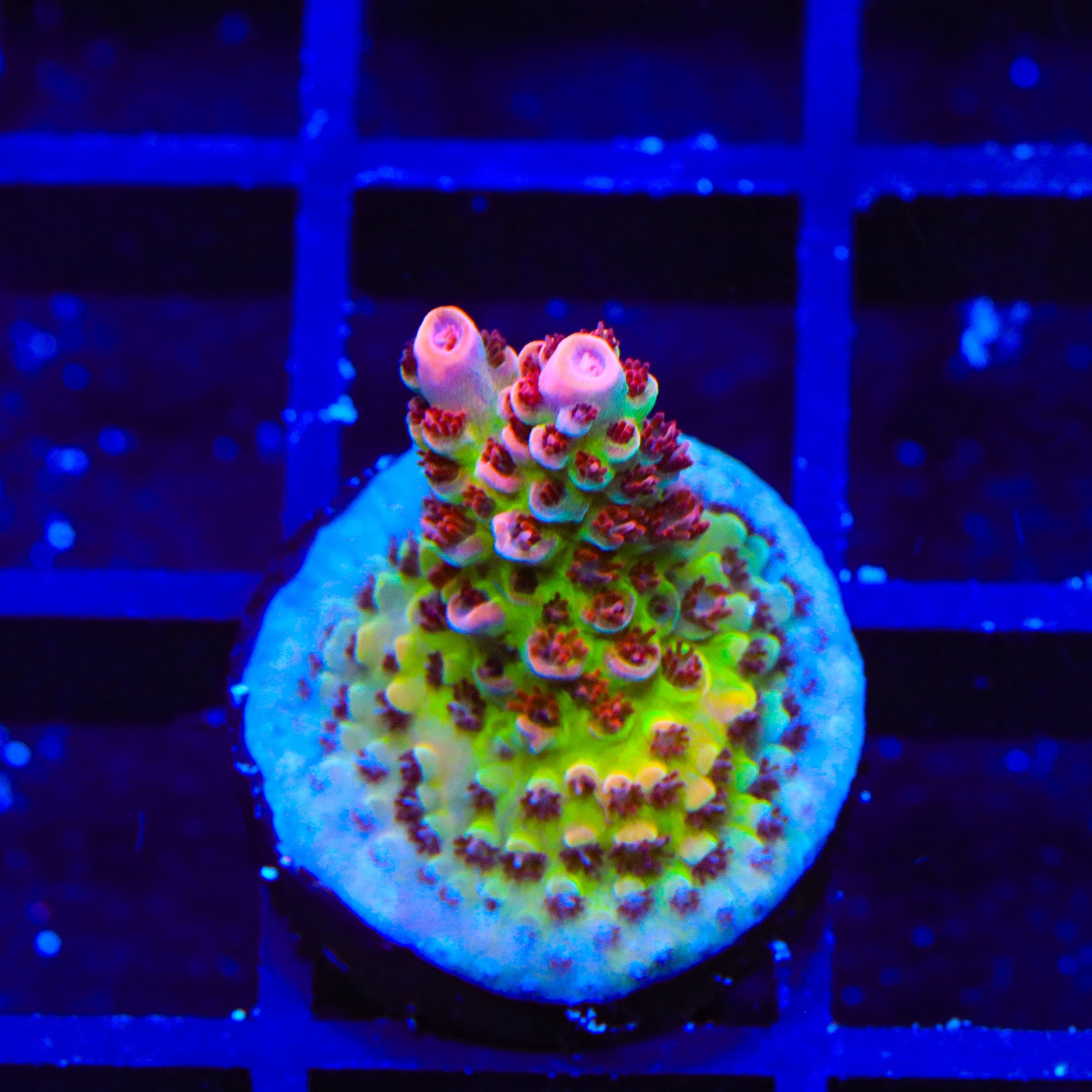 Live Corals for Sale – Page 44 – Top Shelf Aquatics