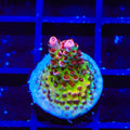 TSA Princess Peach Acropora Coral