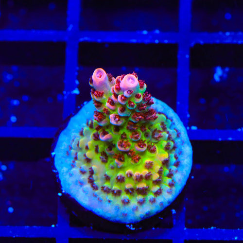 TSA Princess Peach Acropora Coral