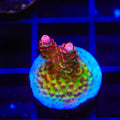 TSA Princess Peach Acropora Coral
