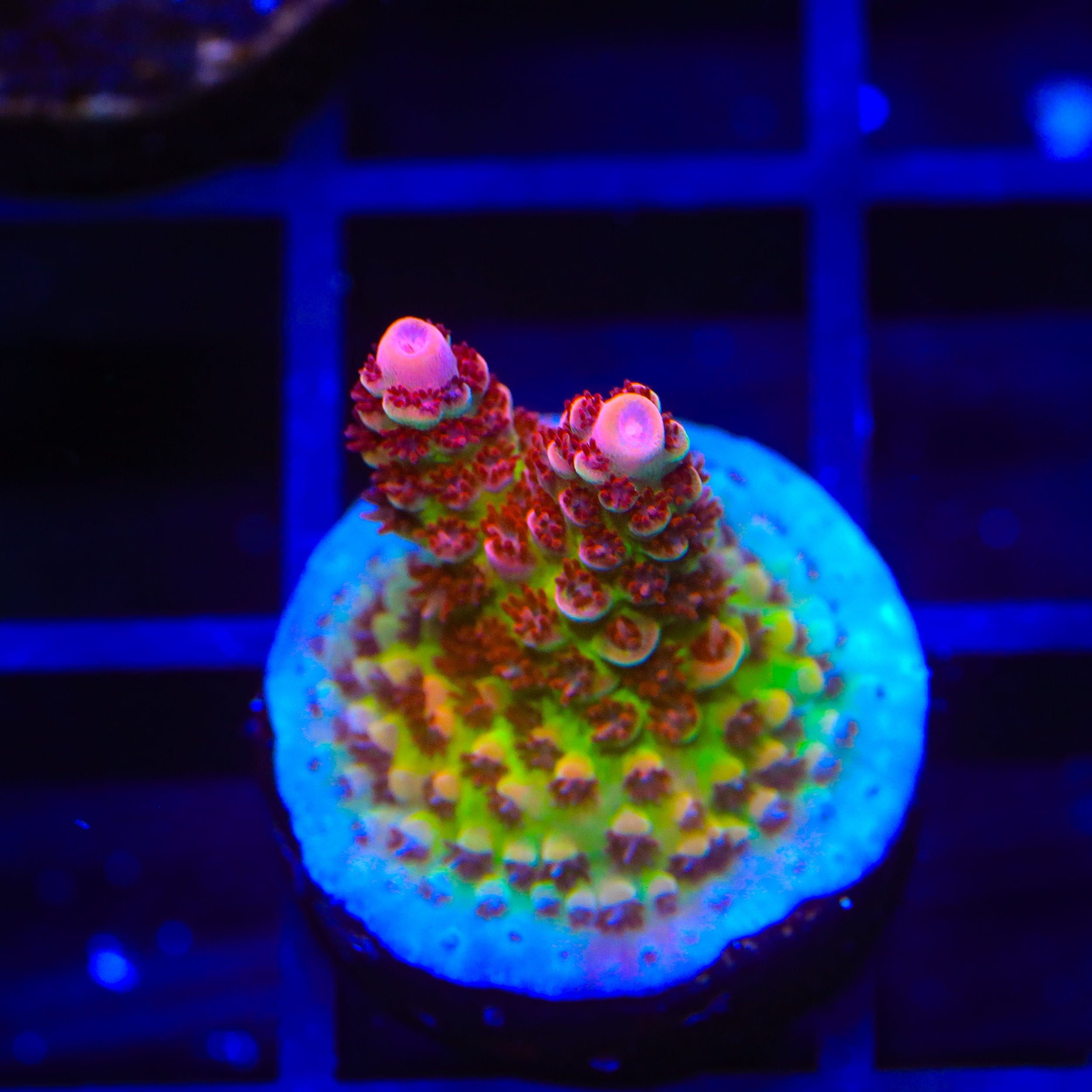 TSA Princess Peach Acropora Coral