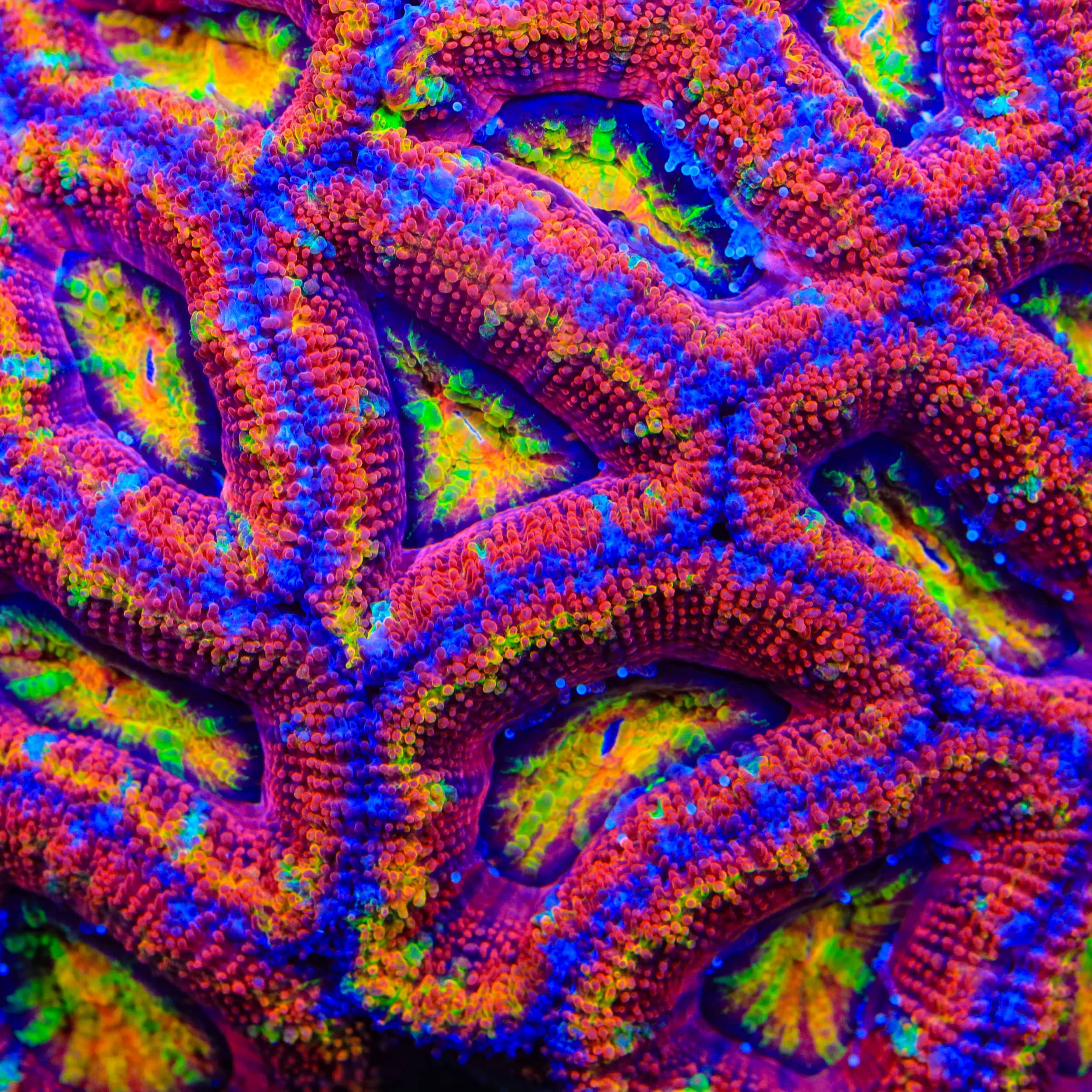 TSA Prism Pop Acan Coral