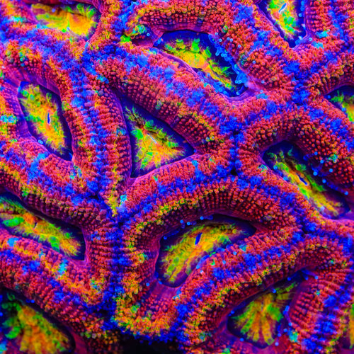 TSA Prism Pop Acan Coral