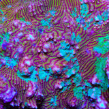 TSA Prison Sentence Chalice Coral