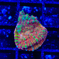 TSA Prison Sentence Chalice Coral