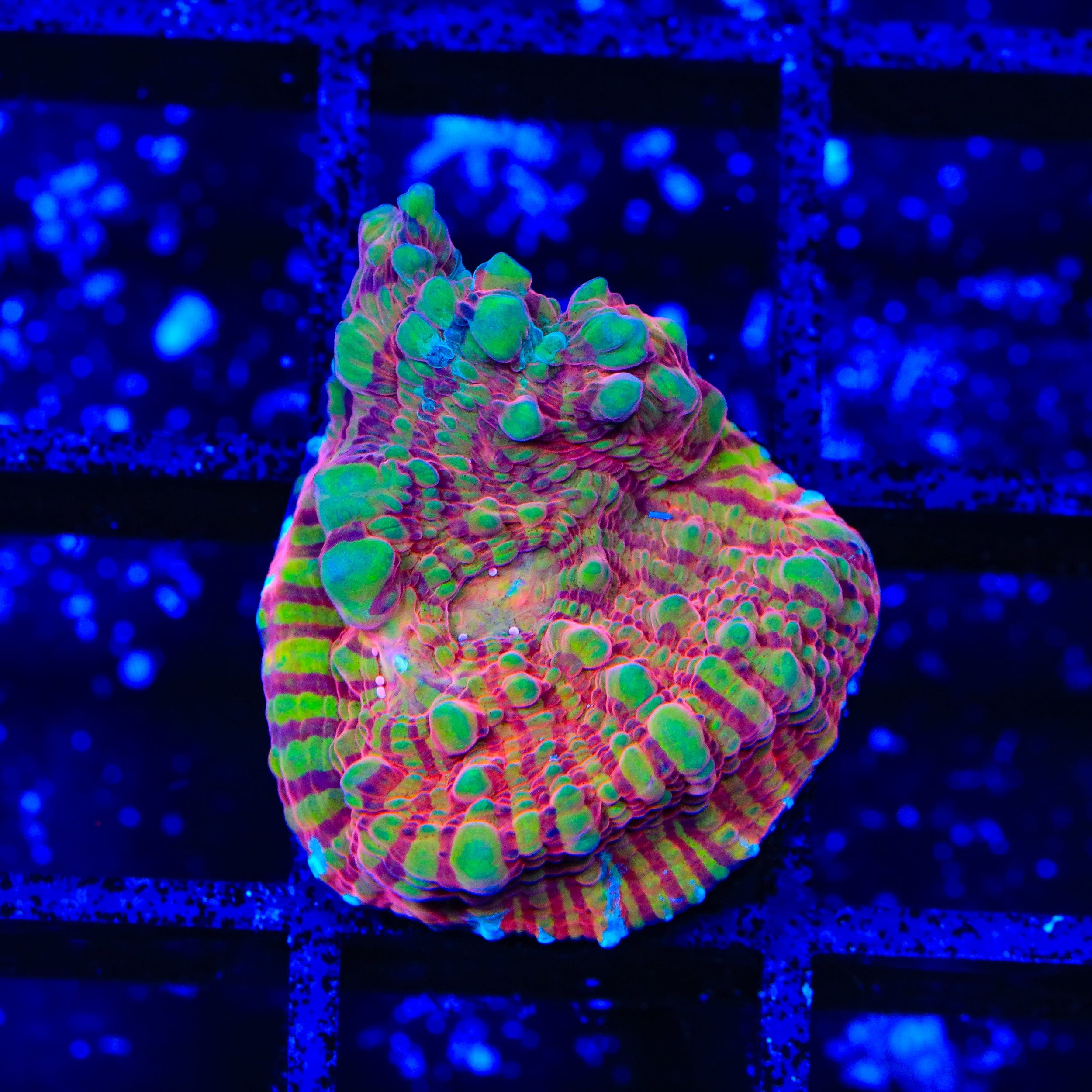TSA Prison Sentence Chalice Coral