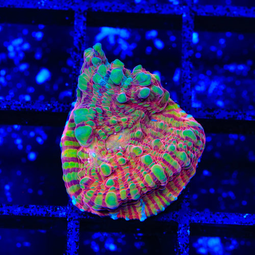 TSA Prison Sentence Chalice Coral