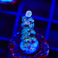 TSA Punk Rocker Acropora Coral