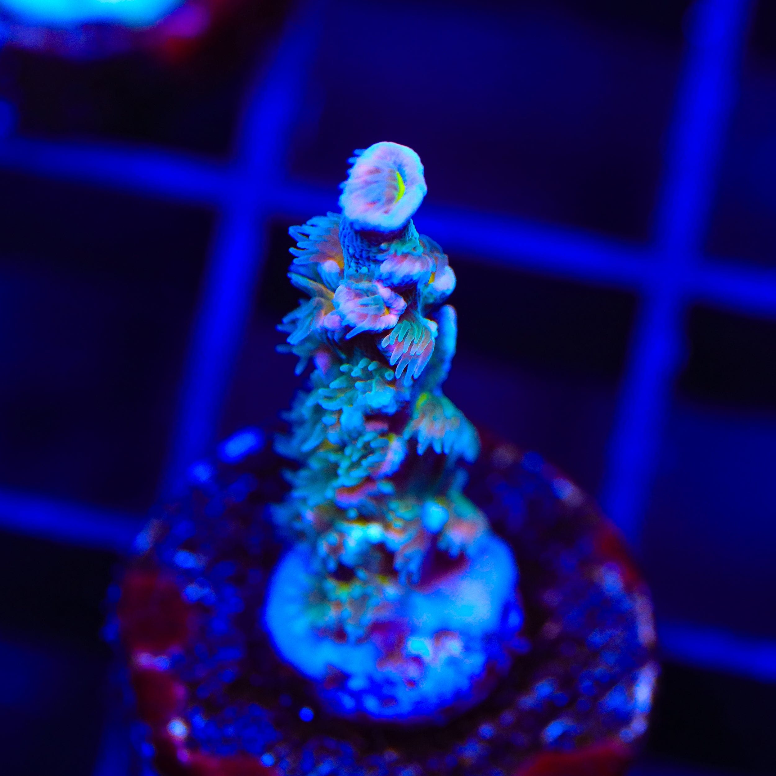 TSA Punk Rocker Acropora Coral
