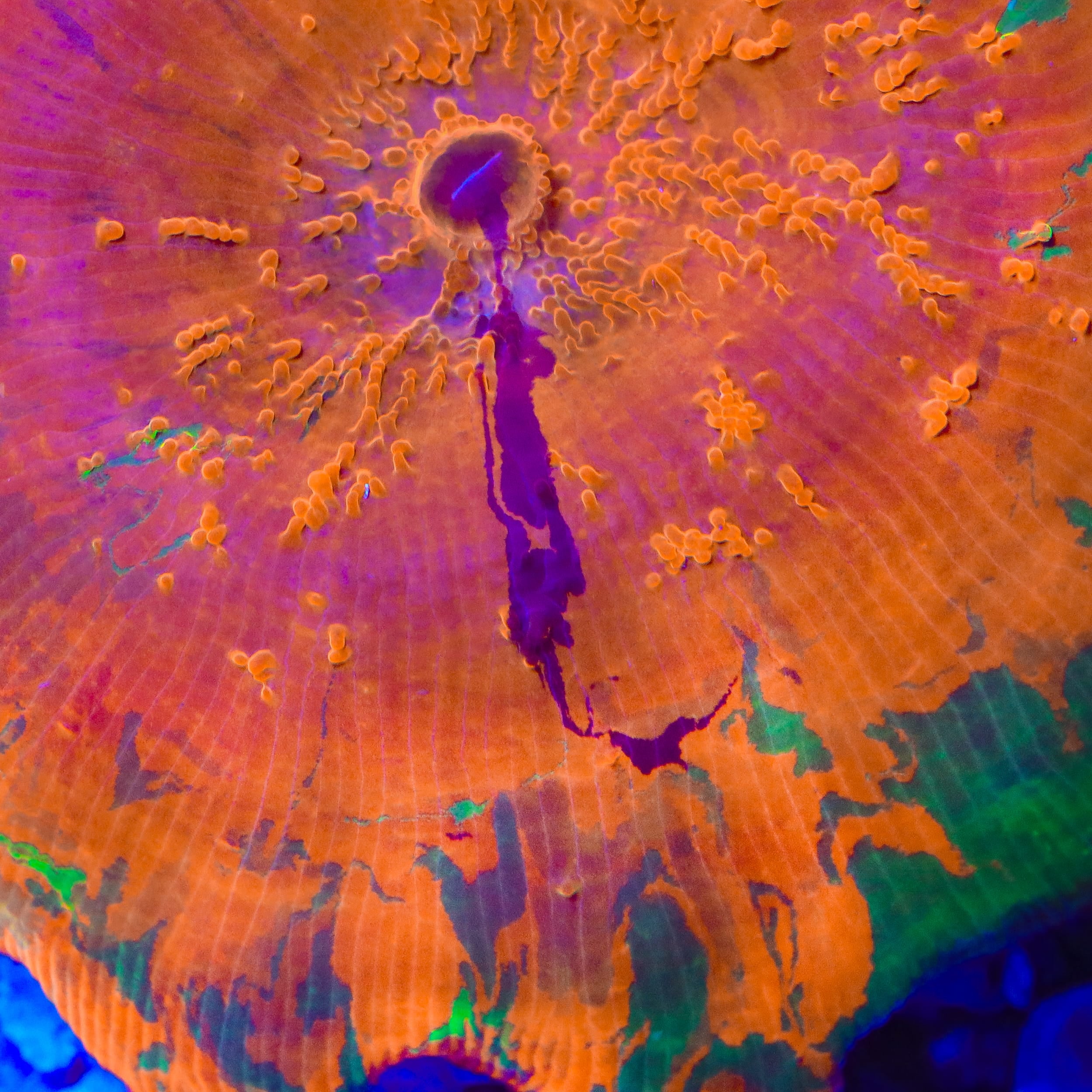 TSA Purple Monster Mushroom Coral