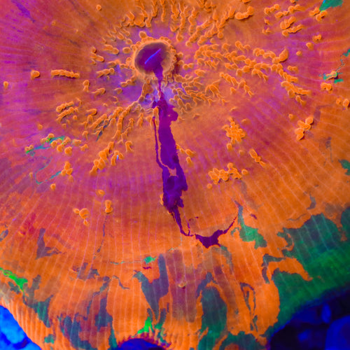 TSA Purple Monster Mushroom Coral