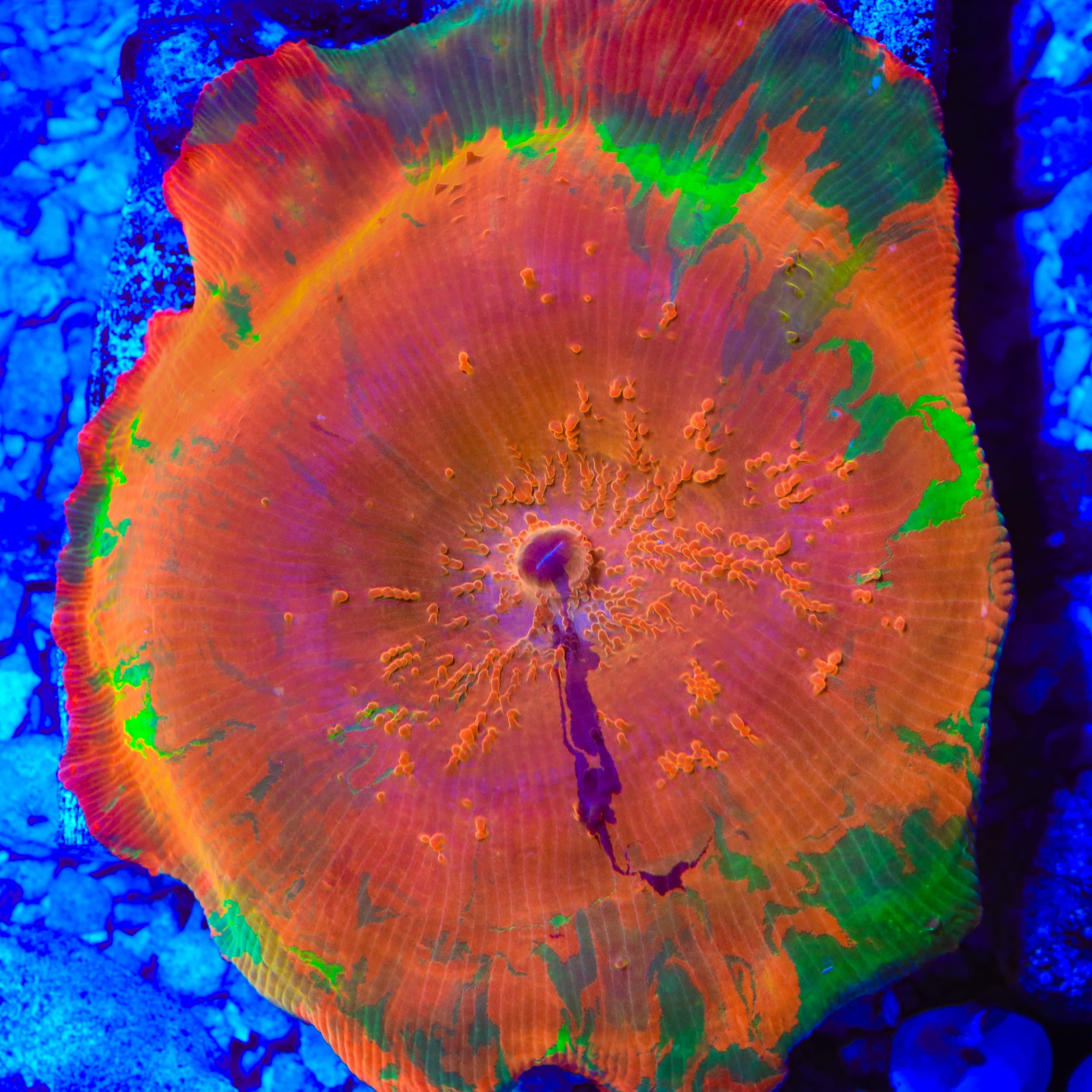 TSA Purple Monster Mushroom Coral