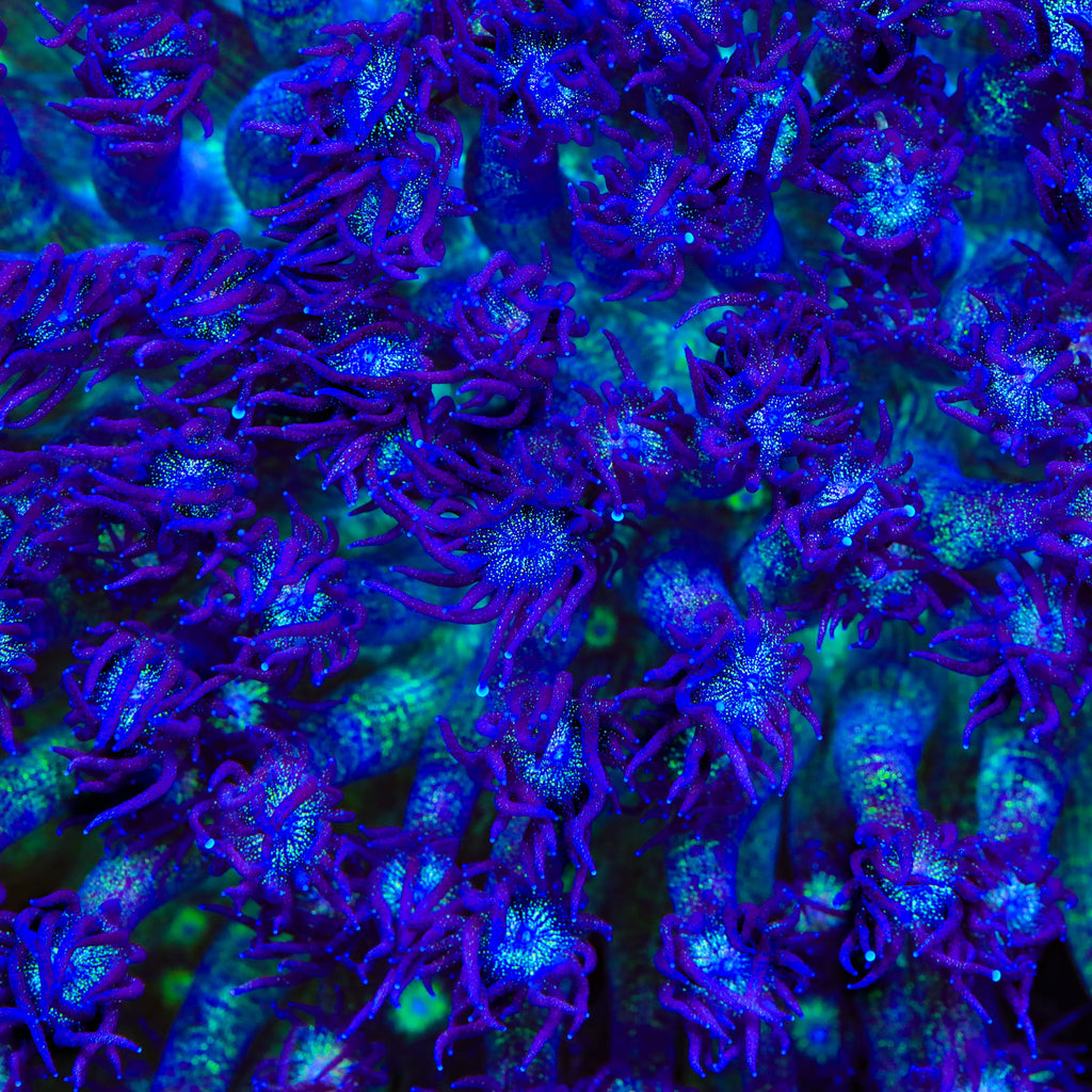 TSA Purple Plasma Glitter Goniopora Coral
