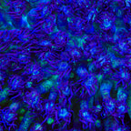 TSA Purple Plasma Glitter Goniopora Coral