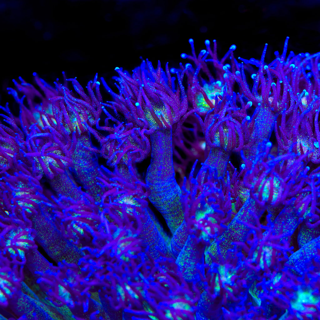TSA Purple Plasma Glitter Goniopora Coral