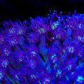 TSA Purple Plasma Glitter Goniopora Coral
