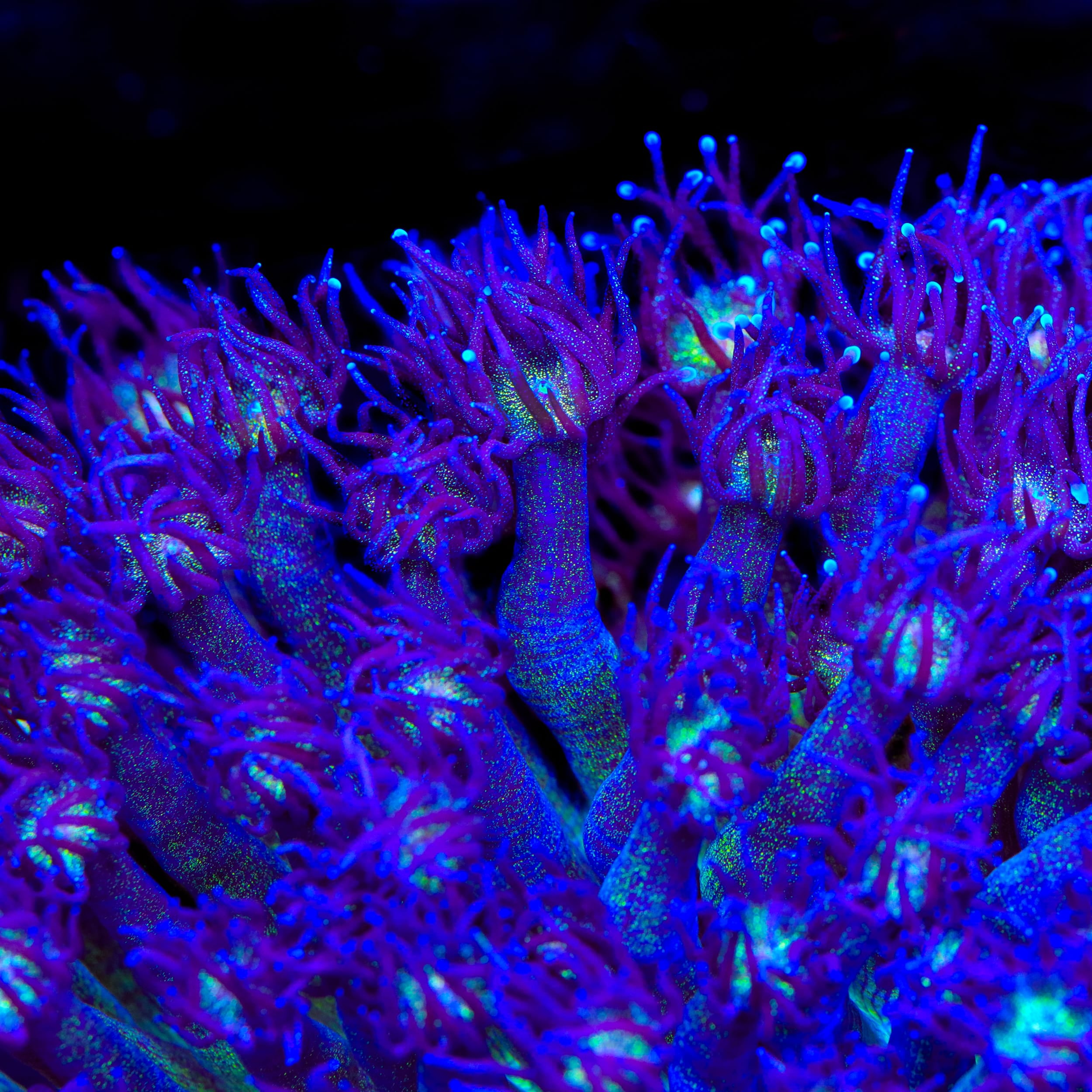 TSA Purple Plasma Glitter Goniopora Coral