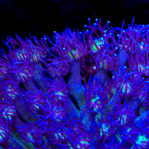 TSA Purple Plasma Glitter Goniopora Coral