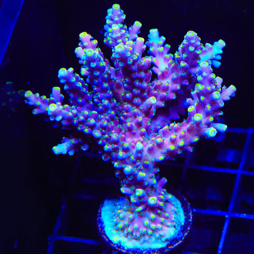 TSA Purple Rain Acropora Colony Coral
