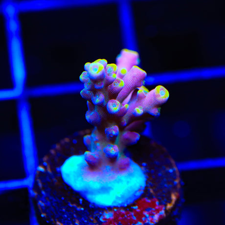 TSA Purple Rain Acropora Coral