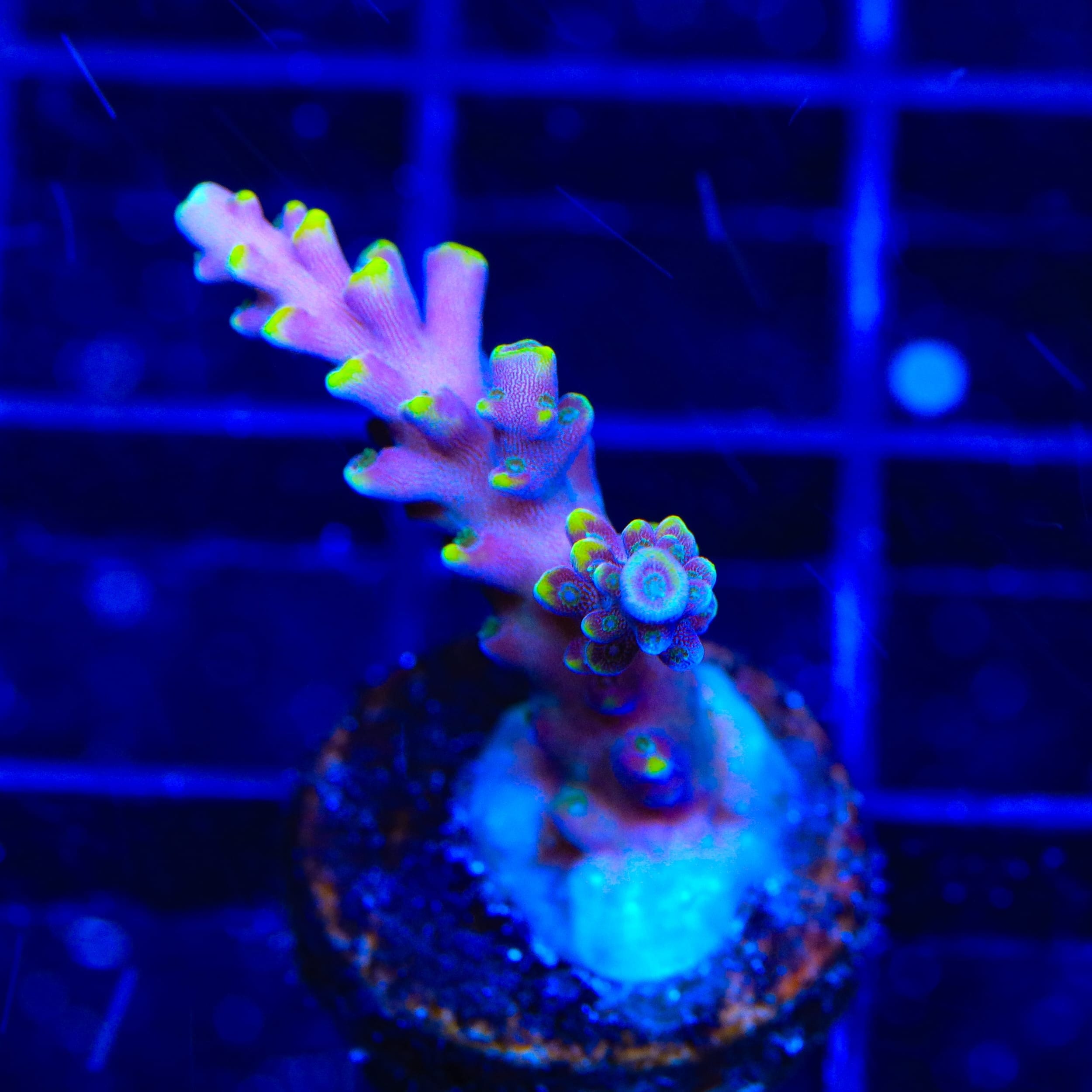 TSA Purple Rain Acropora Coral
