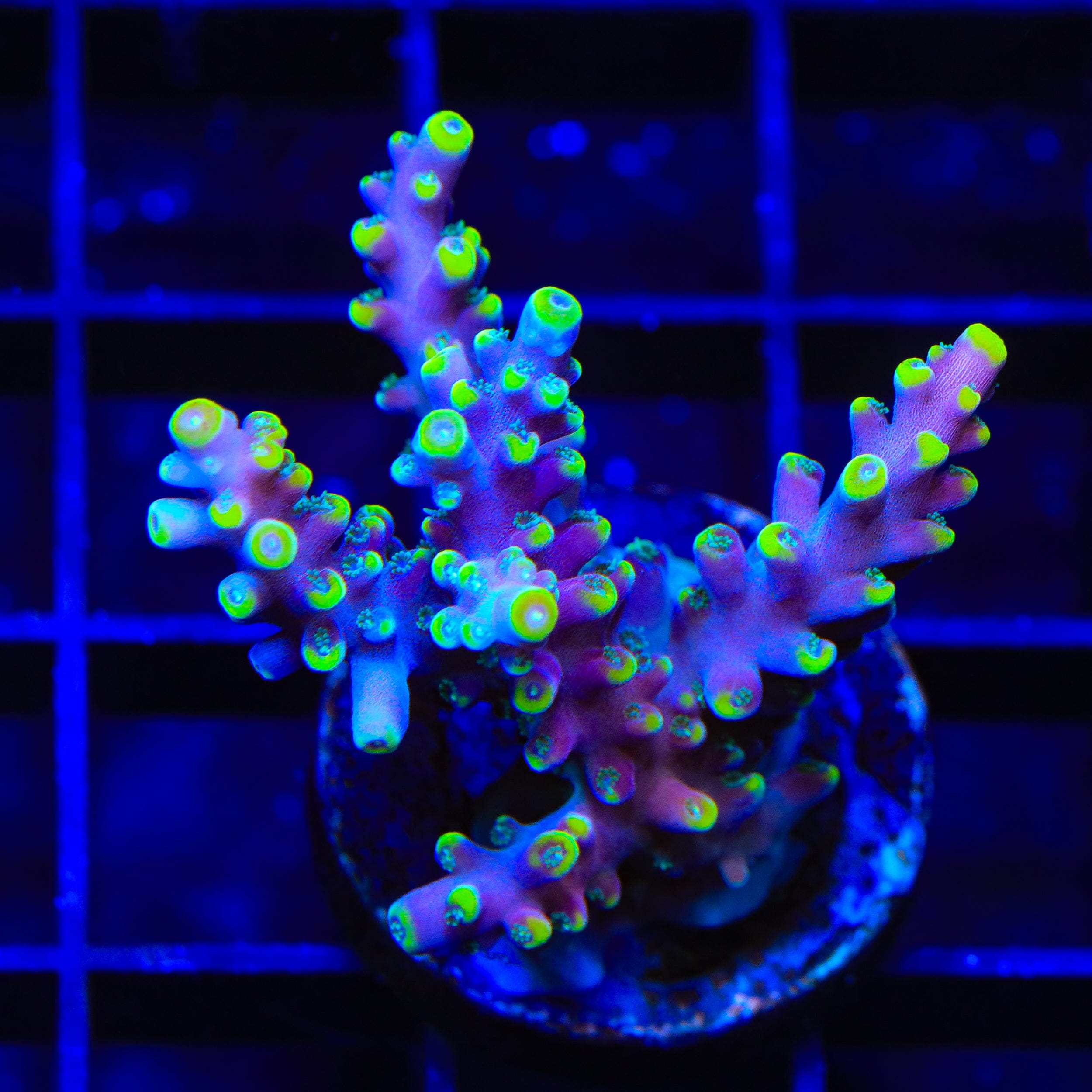 TSA Purple Rain Acropora XL Frag Coral