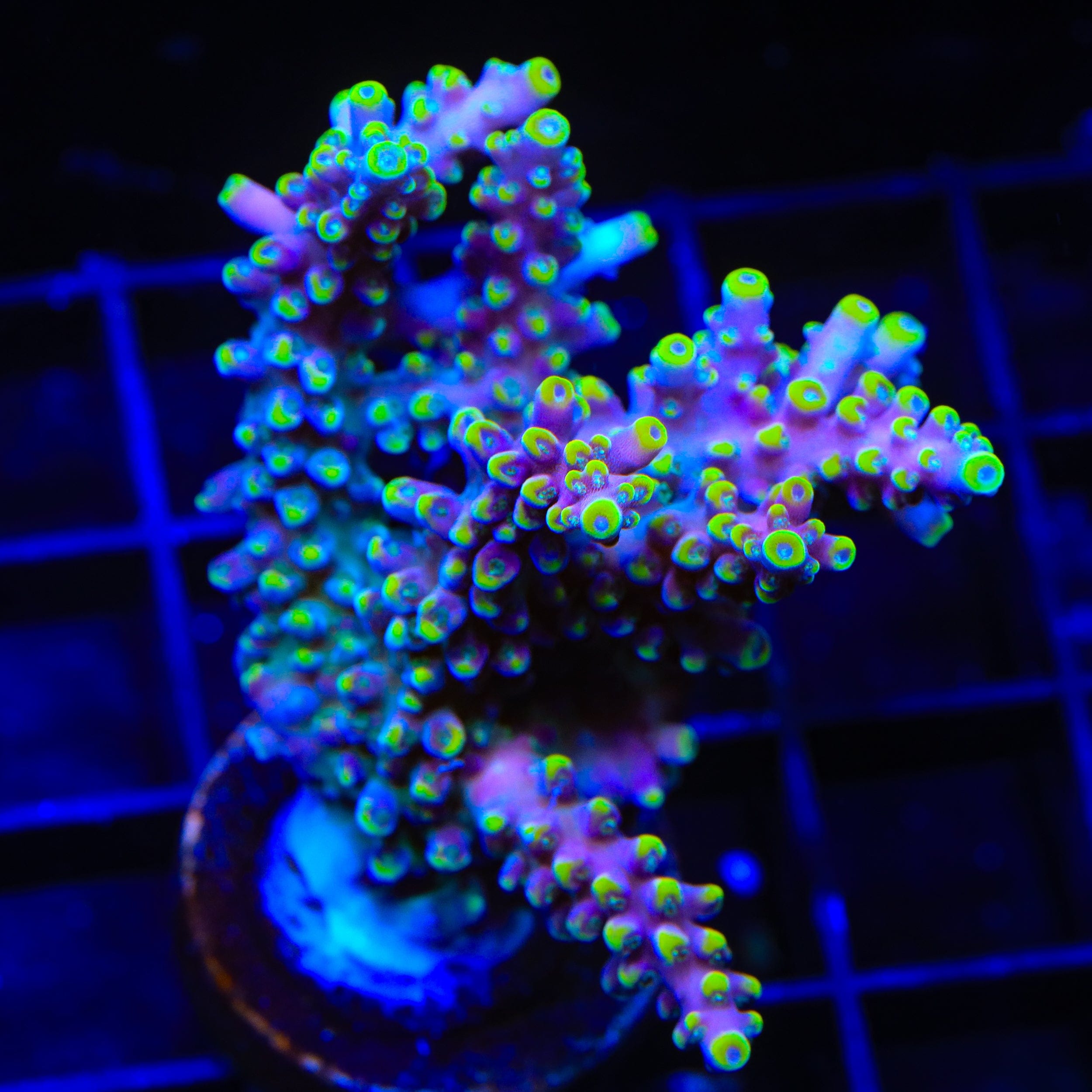 TSA Purple Rain Acropora XL Frag Coral