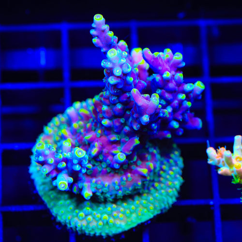 TSA Purple Rain Acropora XL Frag Coral