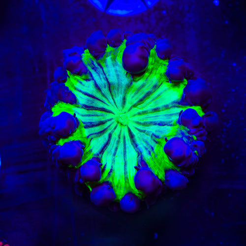 TSA Purple Shamrock Blastomussa Coral
